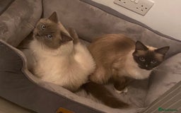 Ragdoll cats for sale: Beautiful Ragdoll Kittens ready to go!💙 - Image 20