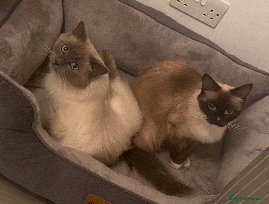 Ragdoll cats for sale: Beautiful Ragdoll Kittens ready to go!💙 - Image 20