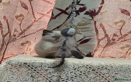 Ragdoll cats for sale: Cute ragdoll🌹🤎 - Image 12