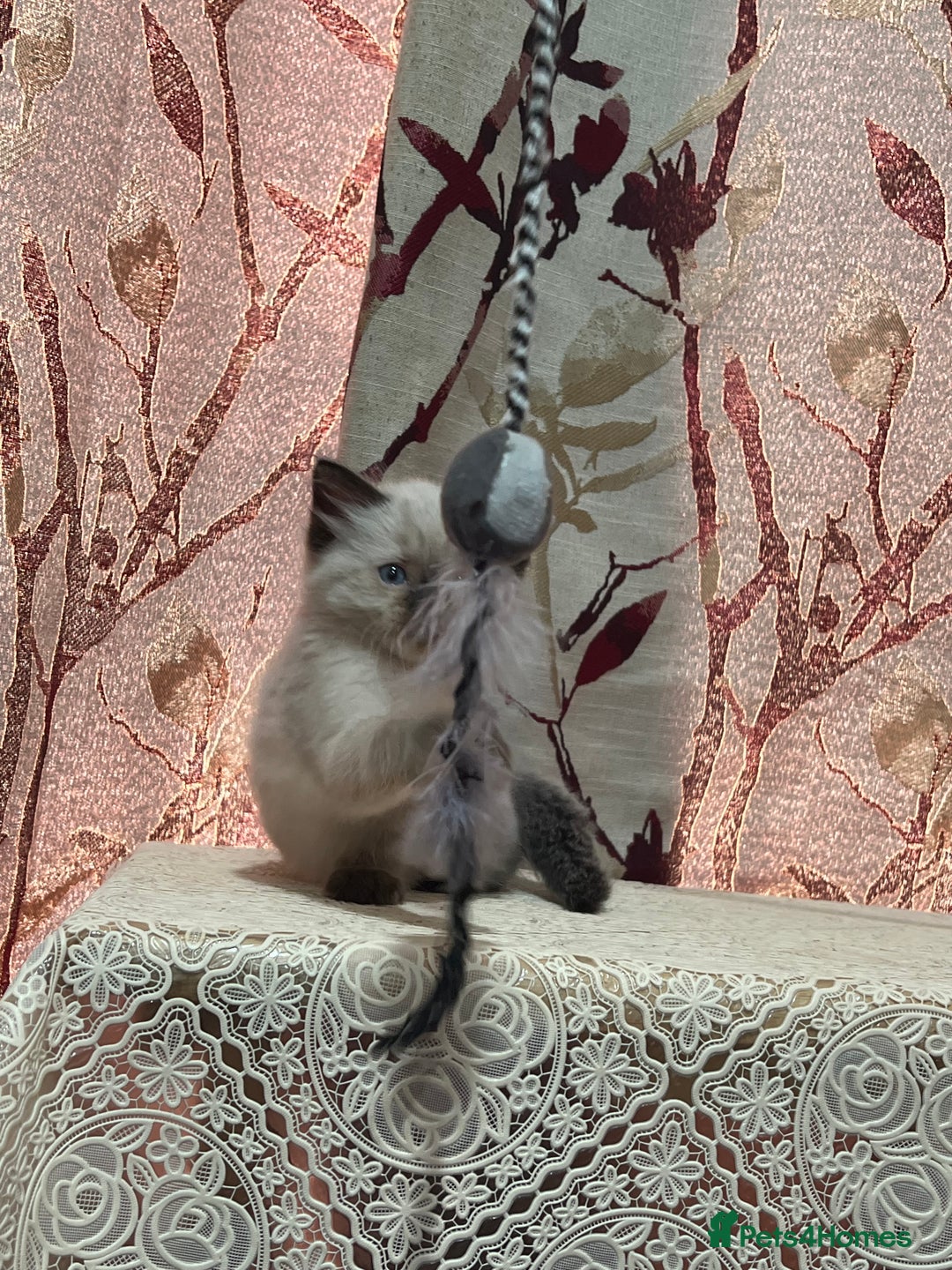 Ragdoll cats for sale: Cute ragdoll🌹🤎 - Image 12