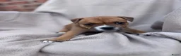 Staffordshire Bull Terrier dogs for sale: READY NOW KC Staffordshire Bull Terrier - Advert 23