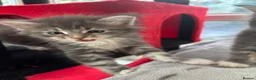 Maine Coon cats for sale: Maine coon kittens - Advert 23