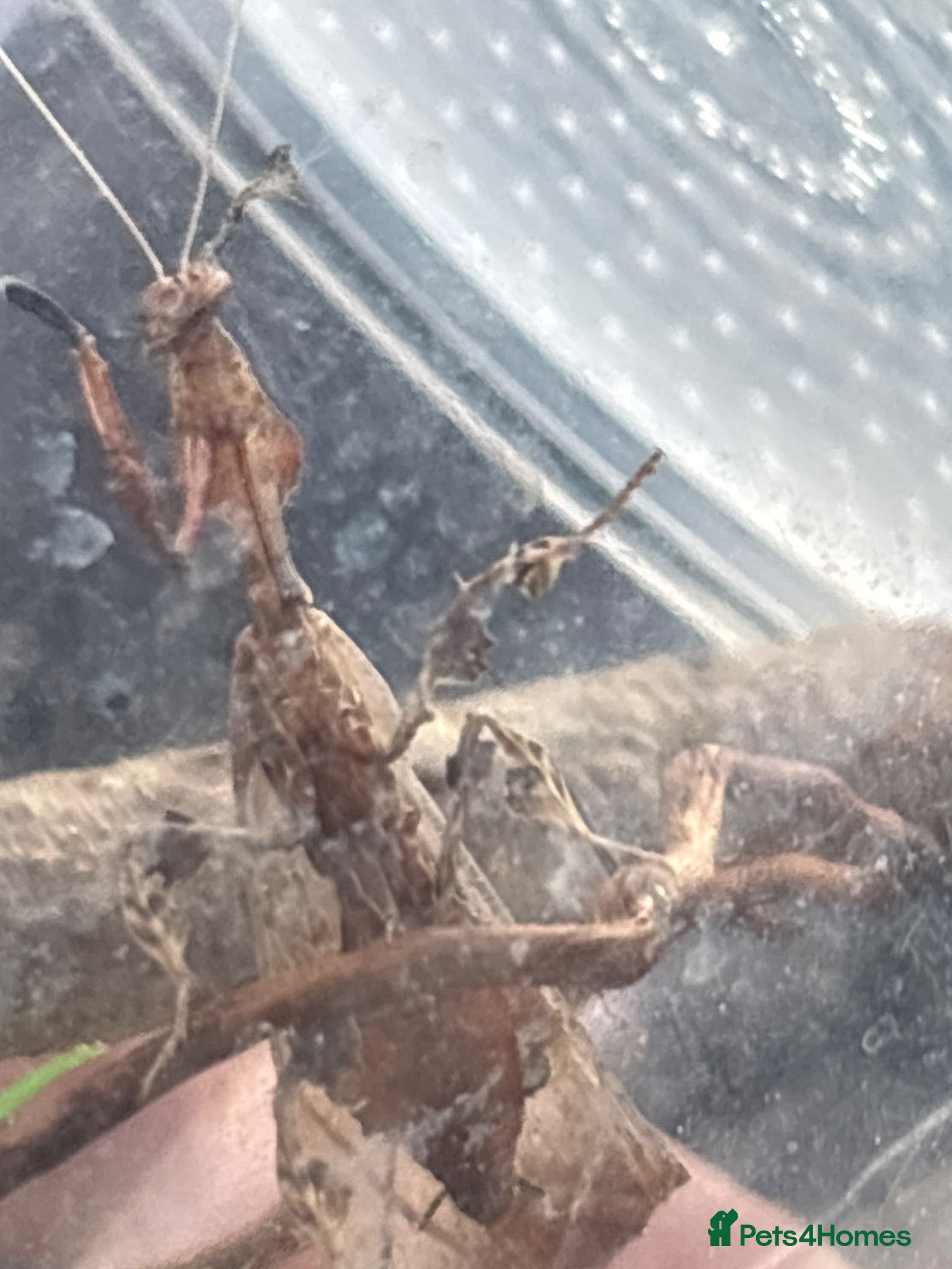 Praying Mantis invertebrates Adult male ghost Mamtis  - Advert 5