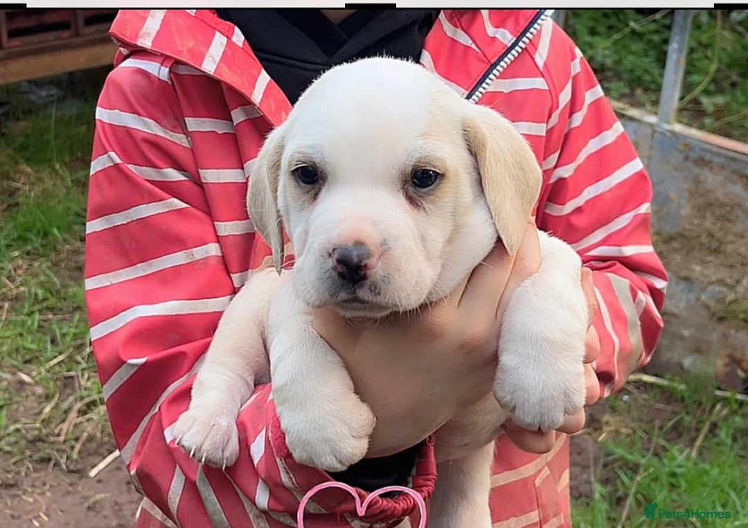Beagle dogs for sale: 2 Beautiful beagle puppies  - Advert 2