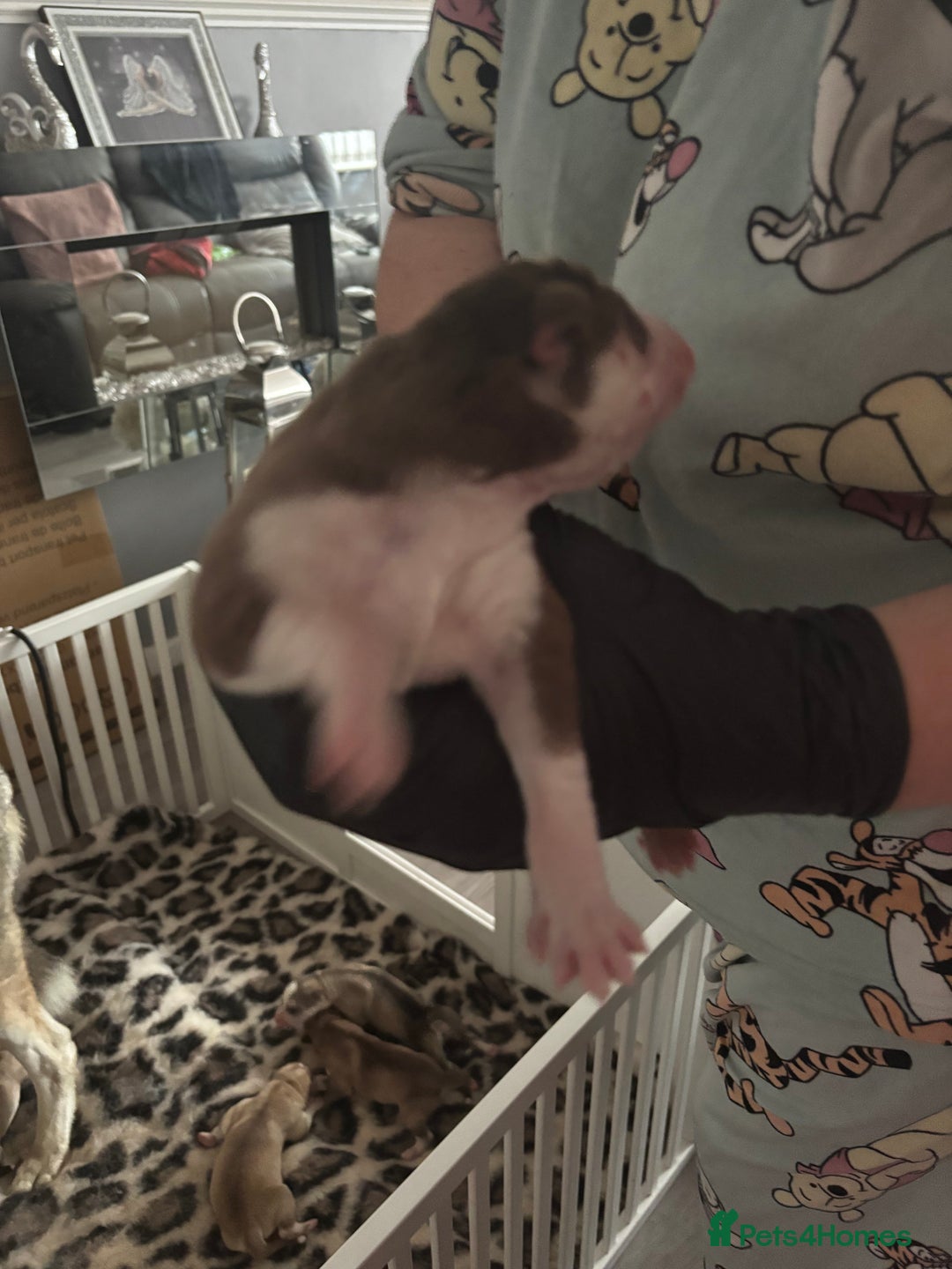 Siberian Husky dogs for sale: Siberian huskies  for sale  - Image 13