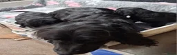 Cocker Spaniel dogs for sale: Beautiful Cocker pups for sale in Neath - Advert 5