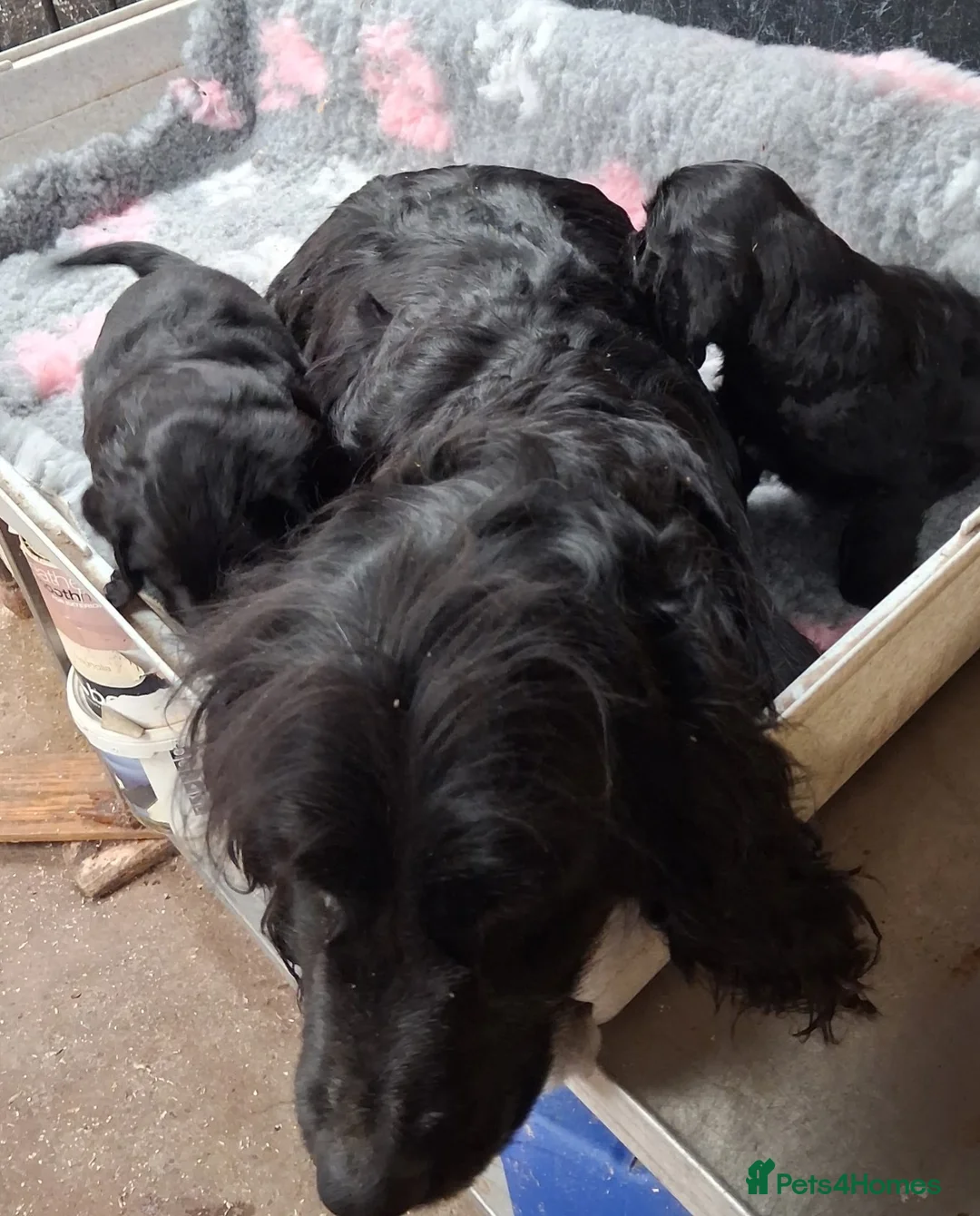 Cocker Spaniel dogs for sale: Beautiful Cocker pups for sale in Neath - Advert 5