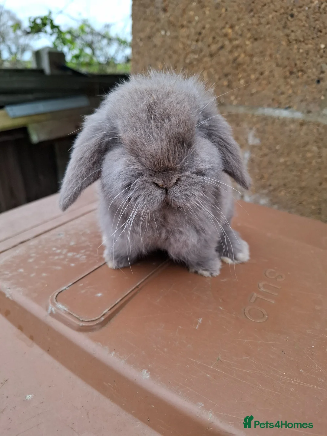 Mini Lop rabbits for sale: Mini lop boy - Advert 3