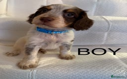 Cocker Spaniel dogs for sale: 4 cocker spaniel pups for sale  - Image 4