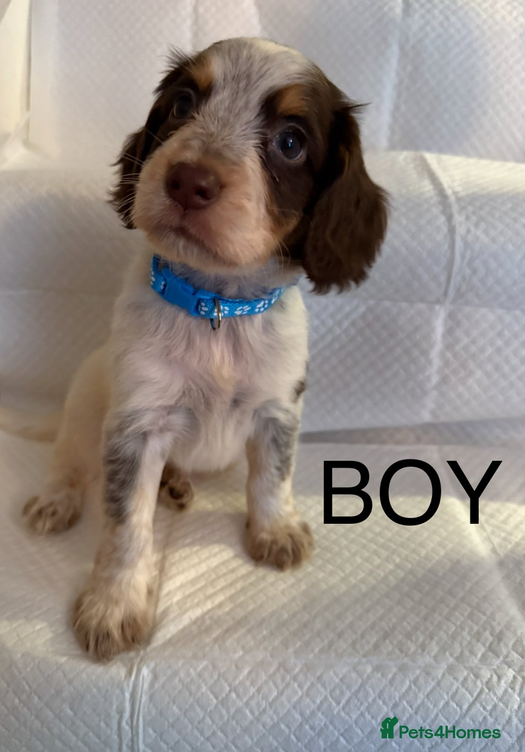 Cocker Spaniel dogs for sale: 4 cocker spaniel pups for sale  - Image 4