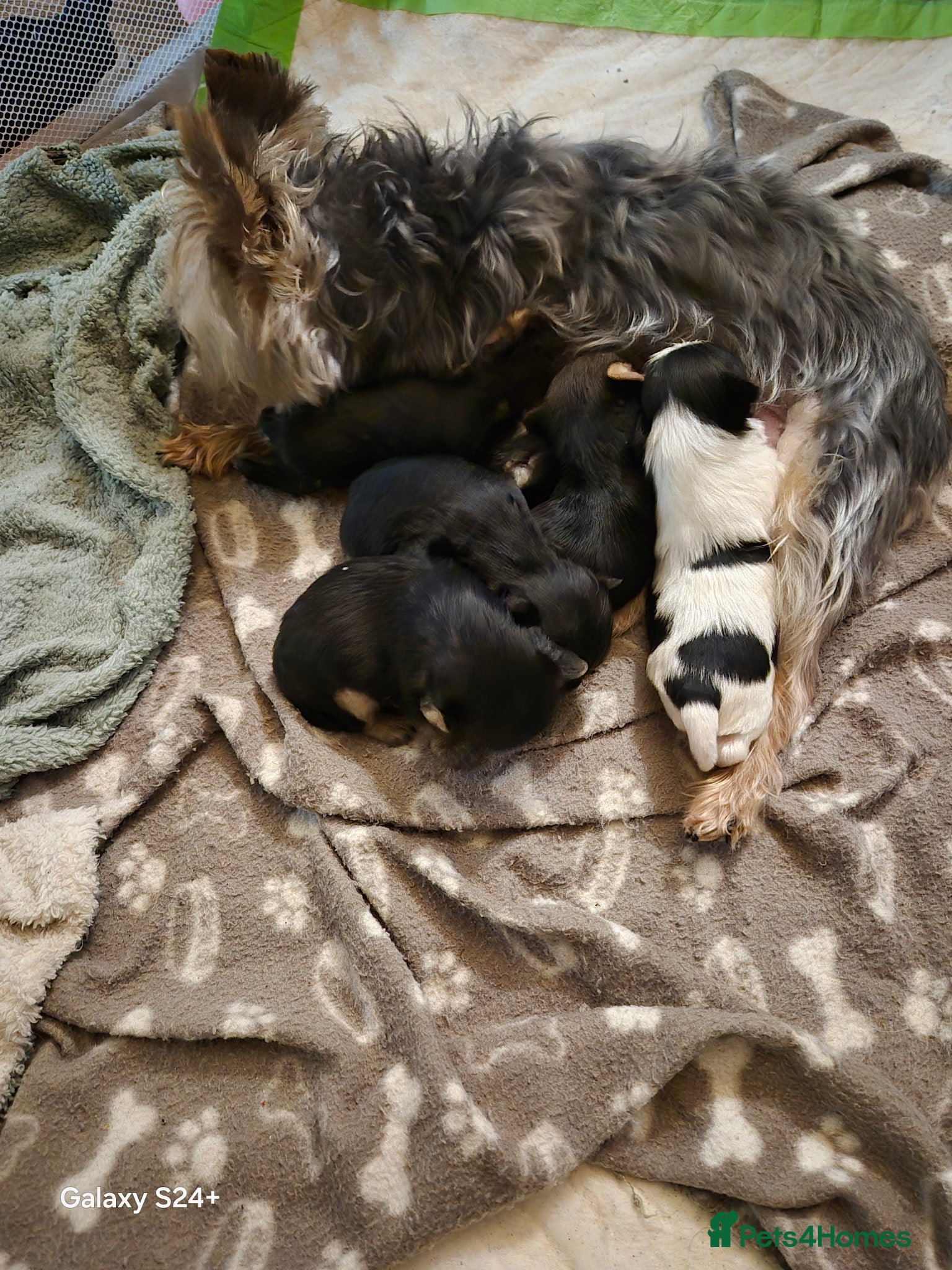 Yorkshire Terrier dogs Yorkshire terrier puppies  - Advert 11