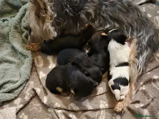 Yorkshire Terrier dogs Yorkshire terrier puppies in Rochdale - Advert 1