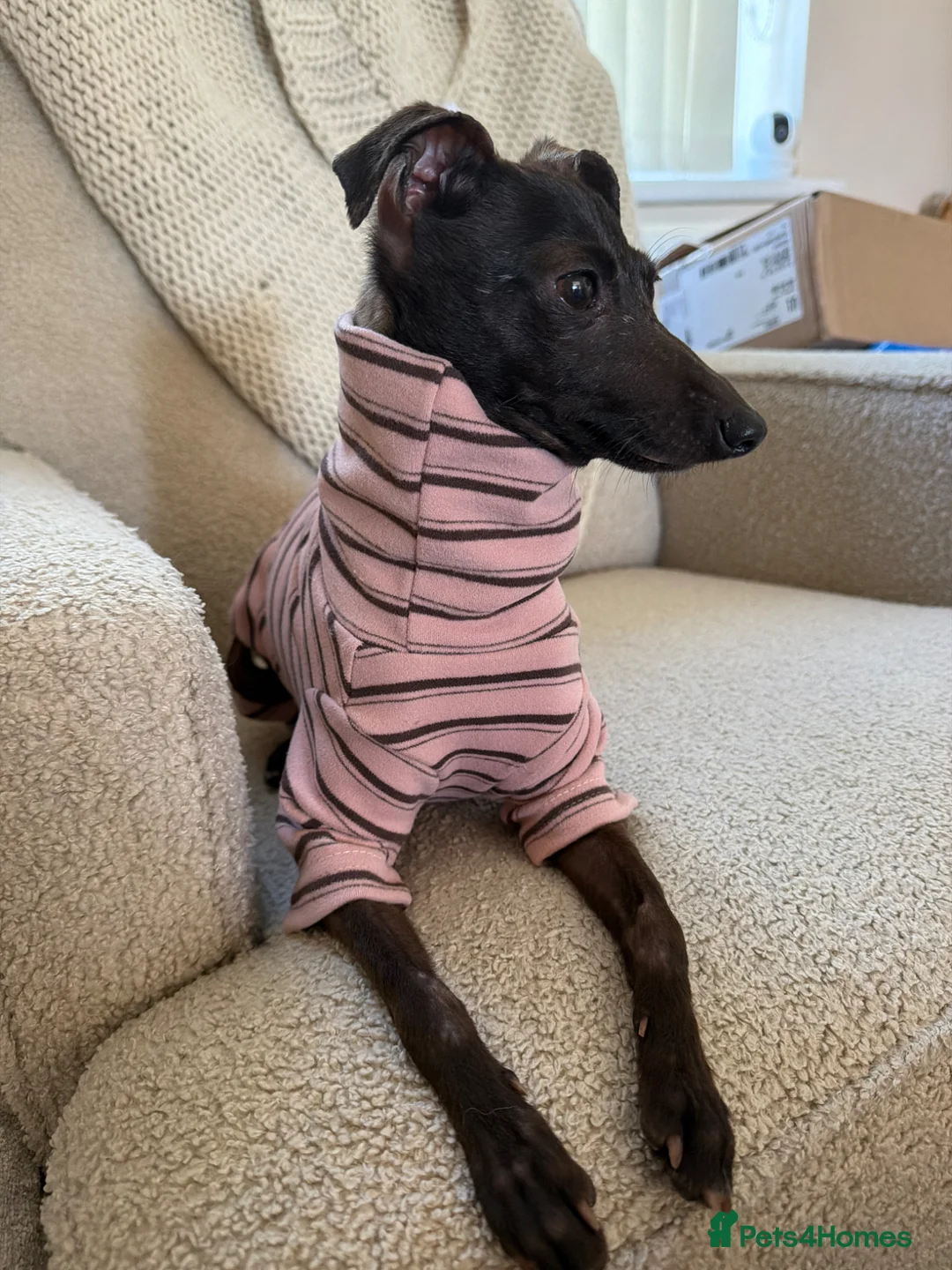Italian Greyhound dogs for sale: Bambi 2 yrs old  - Advert 1