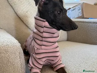 Italian Greyhound dogs Bambi 2 yrs old - Advert 13