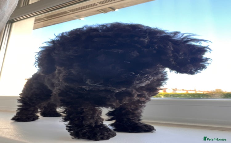 Toy Poodle dogs Toy Poodle (1 boy left to find their home) - Advert 5