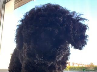 Toy Poodle dogs Toy Poodle (1 boy left to find their home) - Advert 5