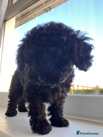 Toy Poodle dogs Toy Poodle (1 boy left to find their home) - Advert 4