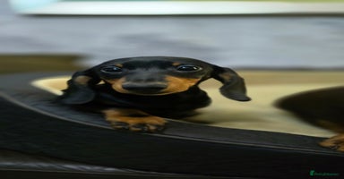 Miniature Dachshund dogs - Advert 4