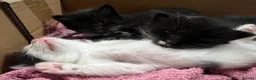 Mixed Breed cats for sale: 4 kittens for sale  in Warrington - Advert 16
