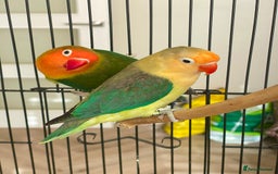 Lovebirds birds for sale: 2 Lovebirds and large cage  - Image 3