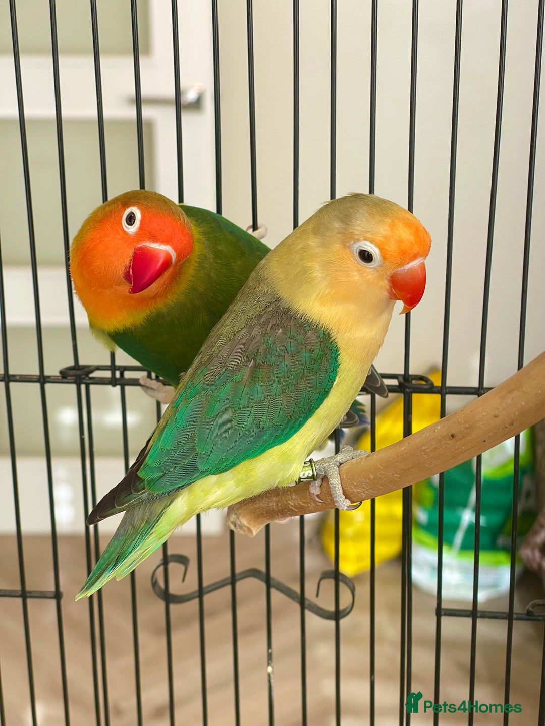 Lovebirds birds for sale: 2 Lovebirds and large cage  - Image 3