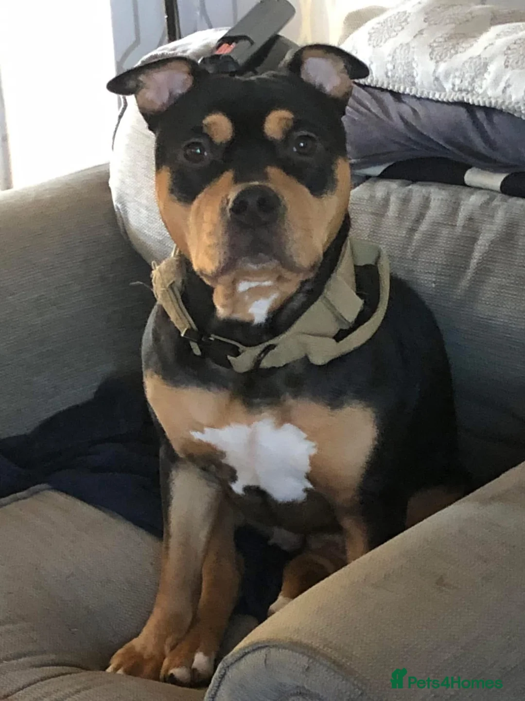 Mixed Breed dogs for sale: American bully x Gsd puppies  in Ripley - Advert 1