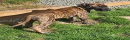 Great Dane dogs for sale: ONLY 1 GIRL LEFT-BRINDLE GREAT DANES-FULLY VAX'D - Advert 2
