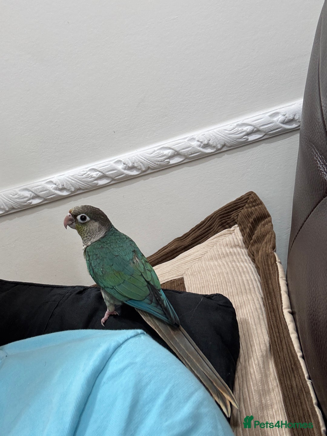 Lorikeets birds for sale: Hand fed baby conures for sale rare breed - Image 12