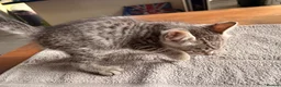 Mixed Breed cats for sale: 5 Beautifl kittens for sale  - Advert 9