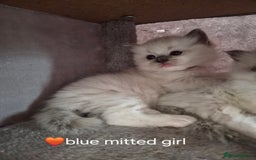 Ragdoll cats for sale: 5 GCCF Pedigree Ragdoll kittens for sale - Image 9