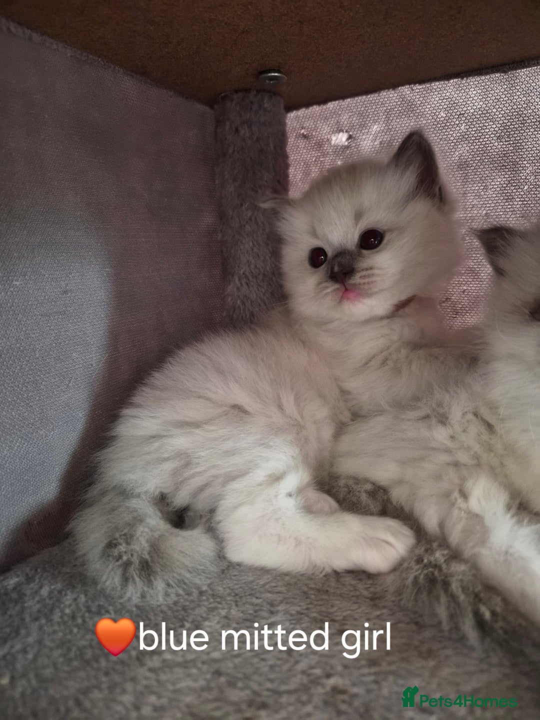 Ragdoll cats for sale: 5 GCCF Pedigree Ragdoll kittens for sale - Image 9