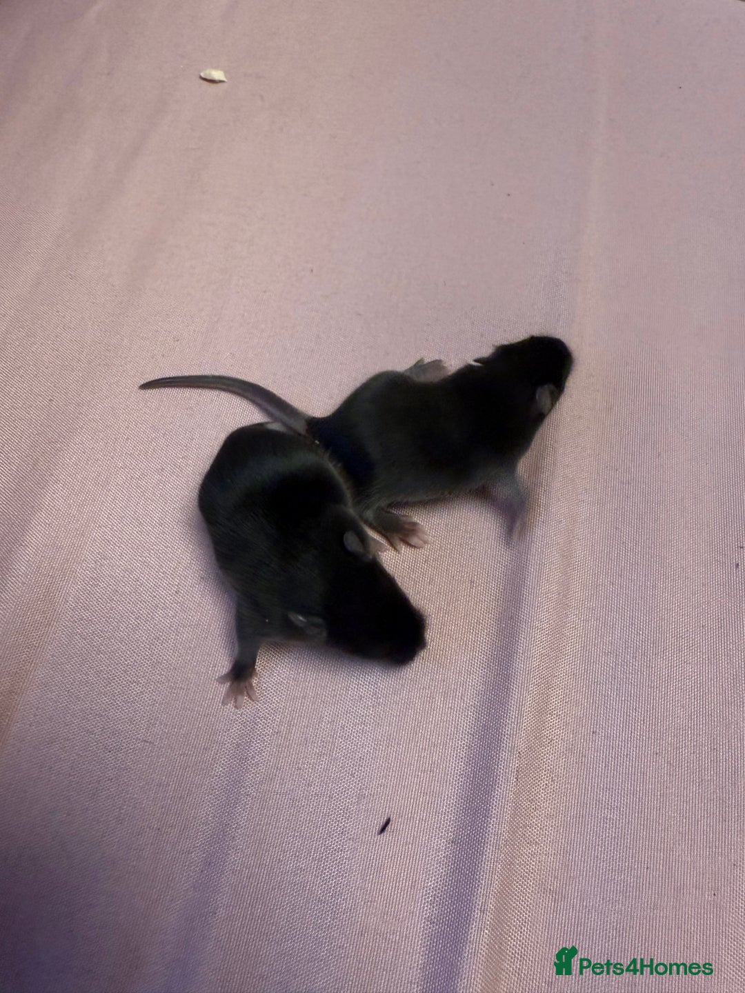 Mouse rodents for sale: Fancy mice 2 black males 6 females - Advert 2