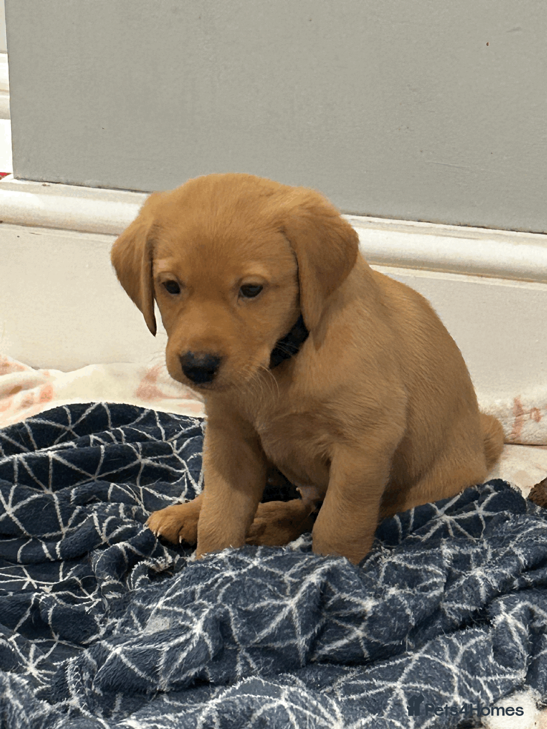 Labrador Retriever dogs for sale: Beautiful Labrador Puppies - Advert 13
