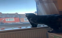 Norwegian Forest Cat cats for sale: Motoko: Norwegian Forest Cat x Maine Coon - Image 5