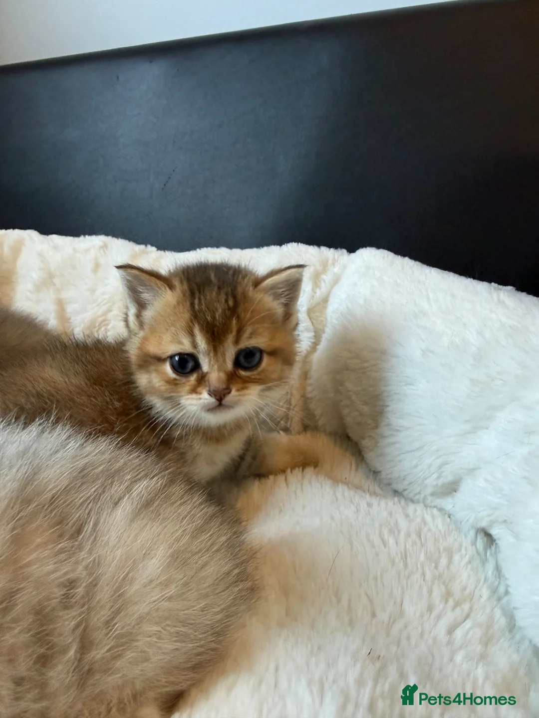 Scottish Fold cats for sale: Scotish Fold / Scotish straight - Advert 17