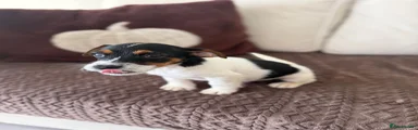 Jack Russell 3