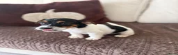 Jack Russell dogs for sale: 4 beautiful jack russells in Basildon - Advert 7