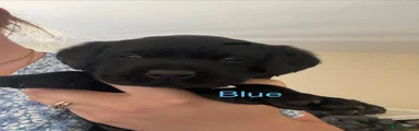 Labrador Retriever 1