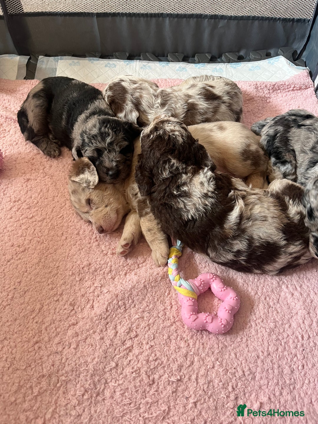 Labradoodle dogs for sale: One beautiful F1B Labradoodle puppy left!  - Image 26