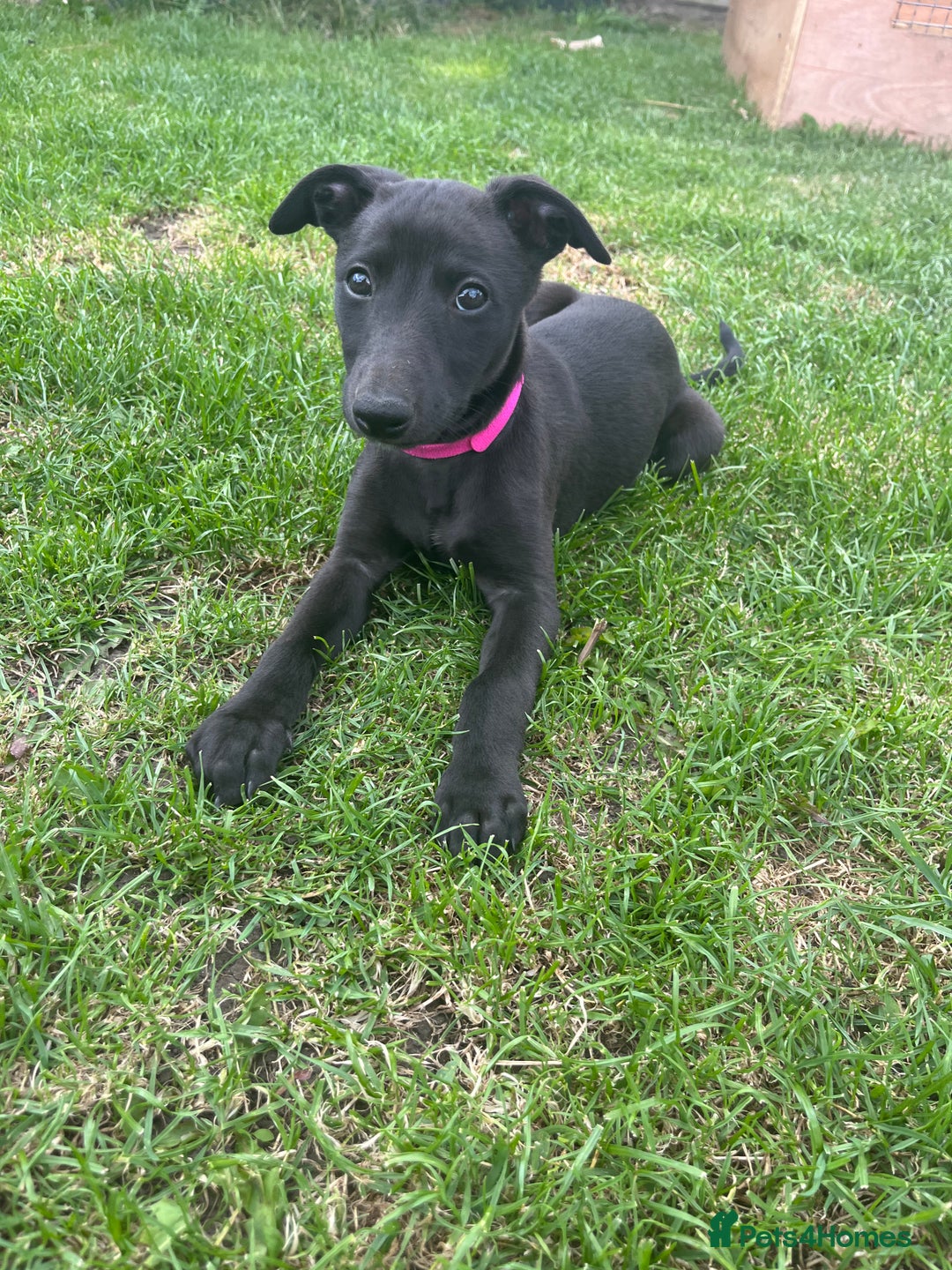 Whippet dogs for sale: 🐾 KC Registered Black Whippet Puppies 🐾 - Image 38