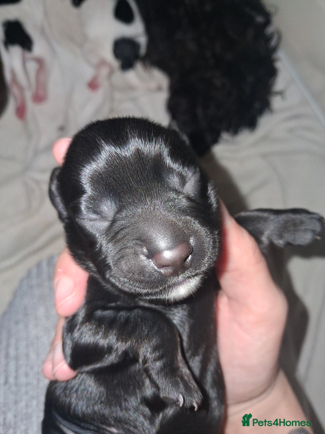 Mixed Breed dogs for sale: ☆six beautiful male puppys seeking forever homes☆ - Advert 7