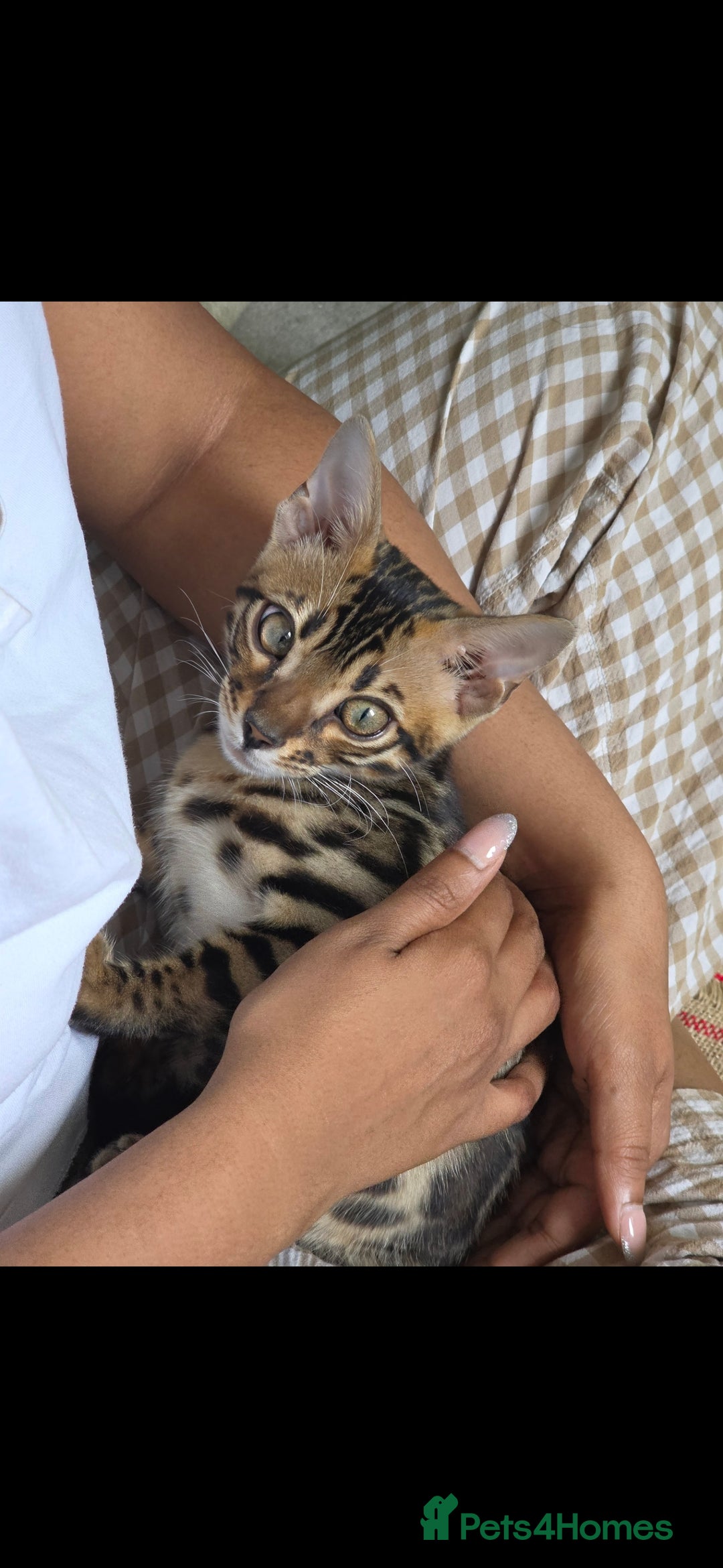 Bengal cats for sale: Mr bengal Urgent  - Image 2
