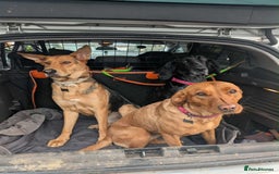 Mixed Breed dogs for adoption: Majestic Charlie  - Advert 7