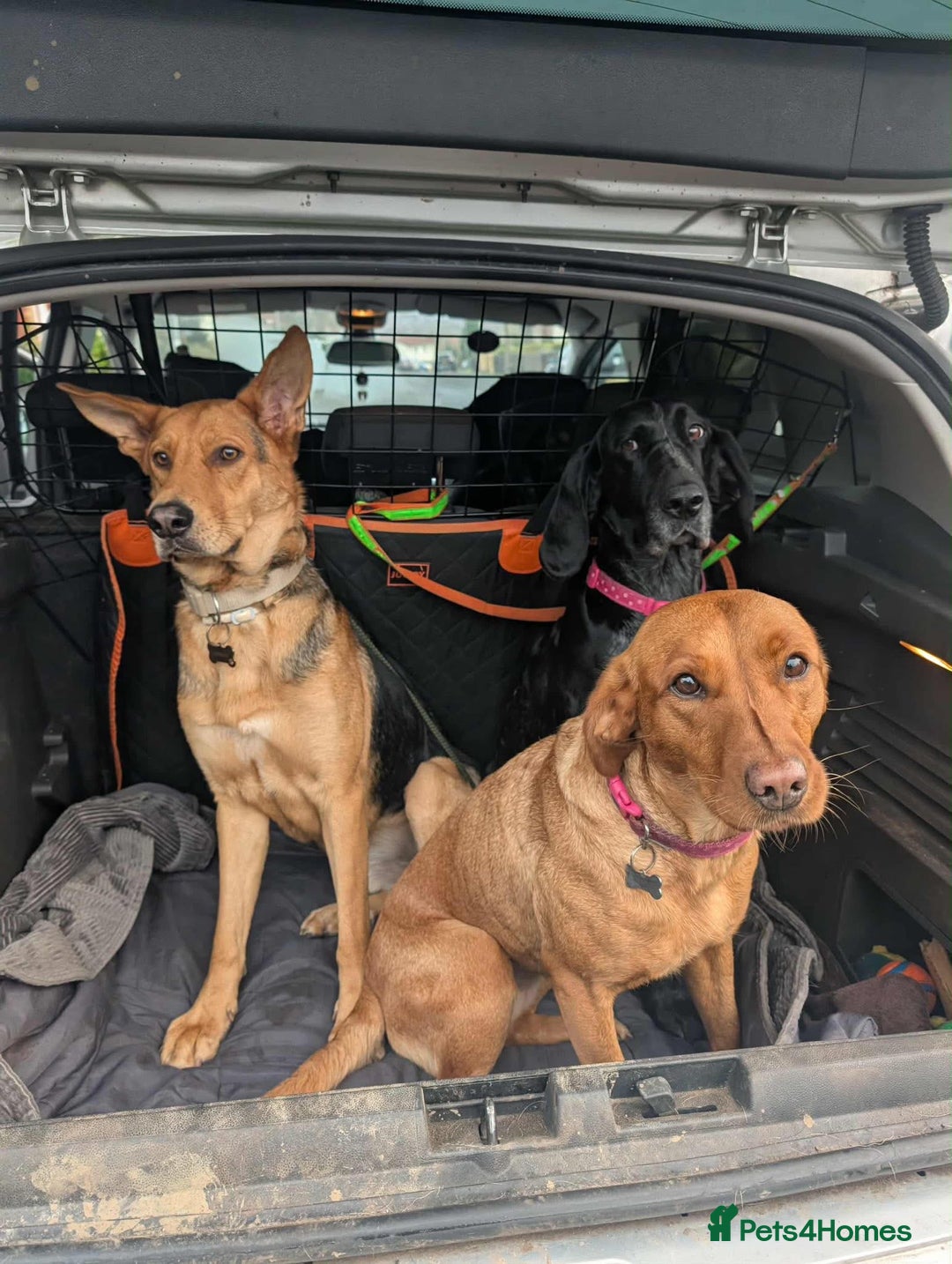 Mixed Breed dogs for adoption: Majestic Charlie  - Advert 7