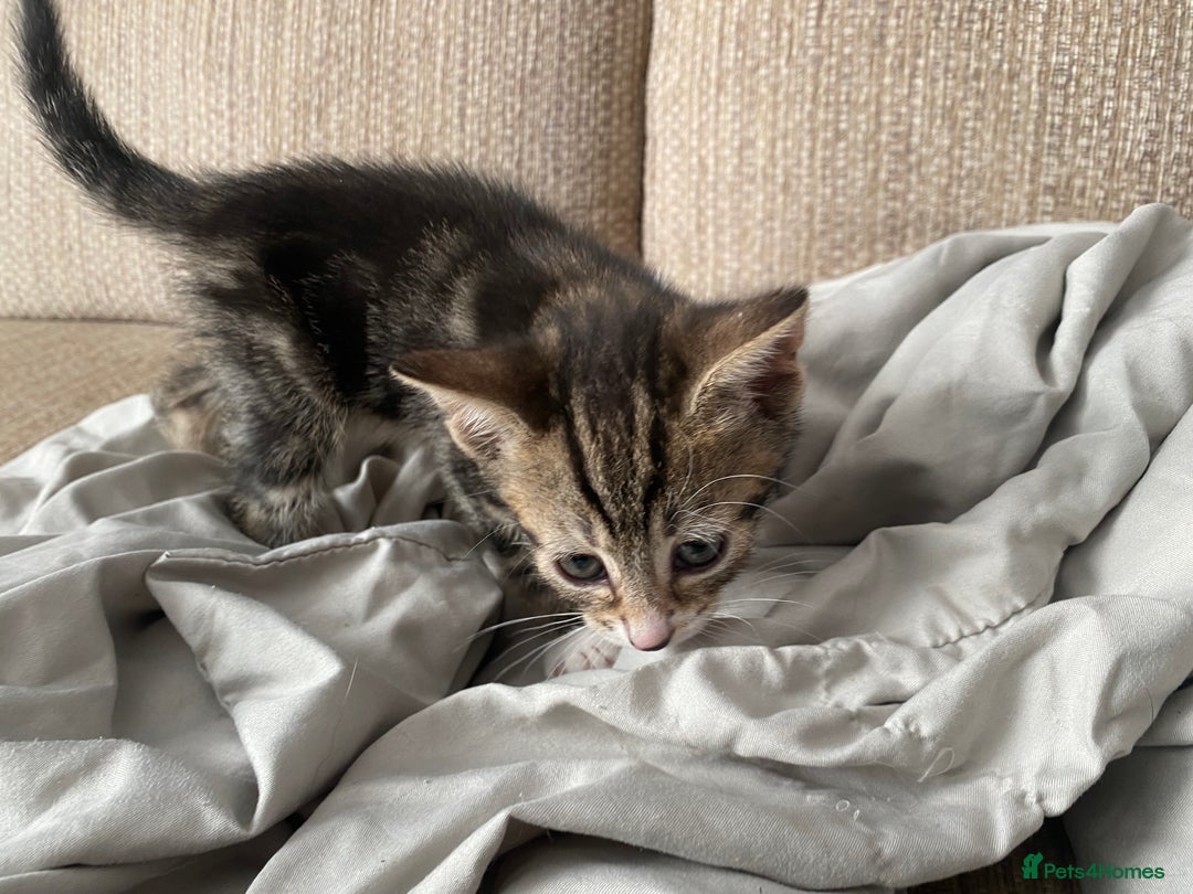 Mixed Breed cats for sale: 7 beautiful kittens - Image 21