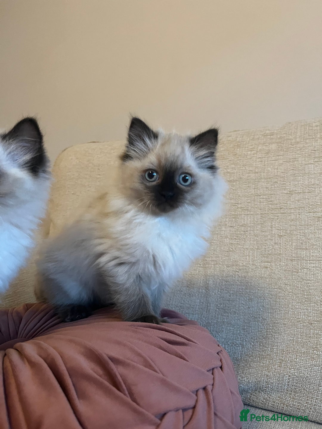 Ragdoll cats for sale: Adorable Ragdoll Kittens - Advert 8