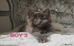 Maine Coon cats for sale: SHOW QUALITY MAINE COON KITTENS  - Image 2