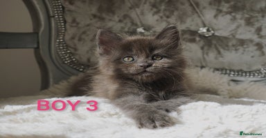 Maine Coon cats - Advert 2