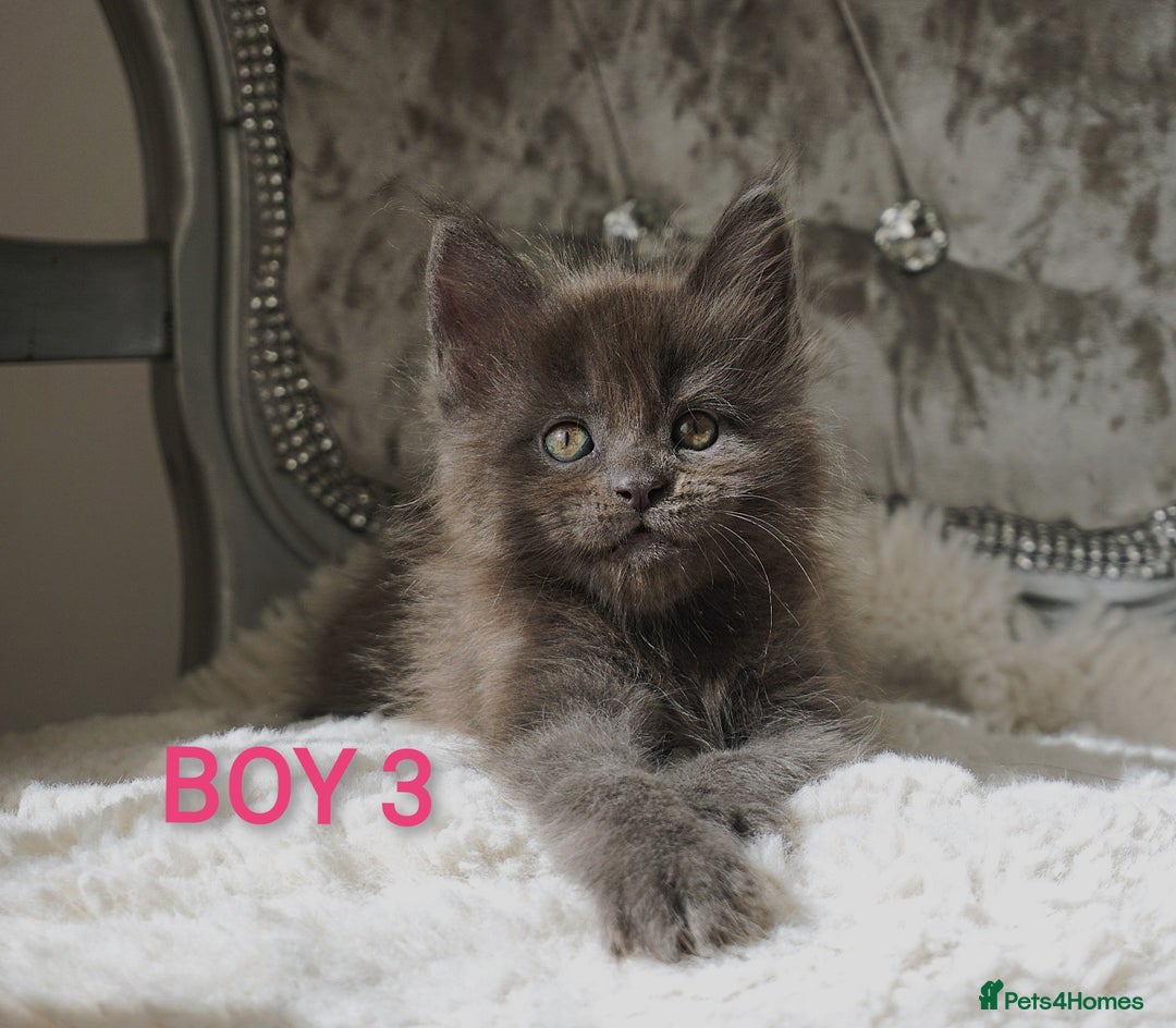 Maine Coon cats for sale: SHOW QUALITY MAINE COON KITTENS  - Image 2