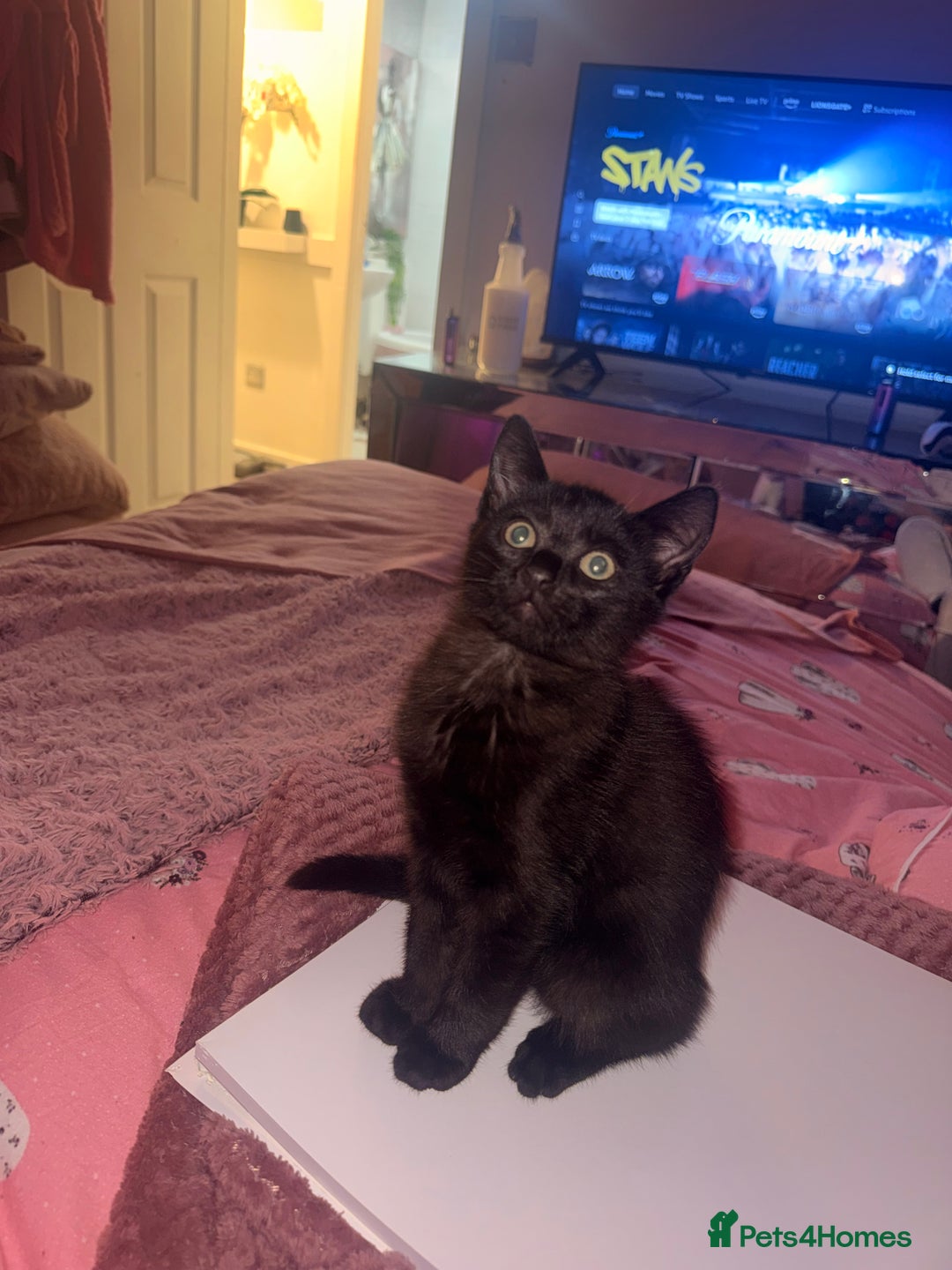 British Shorthair cats for sale: Black female kitten  - Advert 5